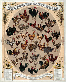 Top 10 Sustainable Chicken Varieties.